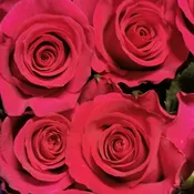 Dozen Hot Pink Roses Wrapped