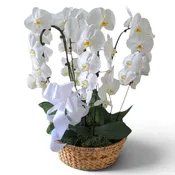 Four Orchid Plant Sympathy Basket