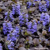 Ajuga, 'Black Scallop'