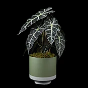 Alocasia Plant