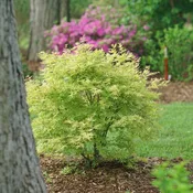 Acer pal 'Metamorphosa' Japanese Maple 3 gallon