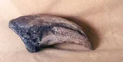 T-rex Dinosaur Toe Claw, 9 inch