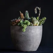 Desert Terrarium