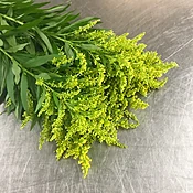 SOLIDAGO — AUSTIN FLOWER MARKET