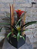 Bromeliad Combo In Matte Black Container
