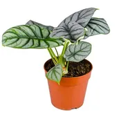 Alocasia Silver Dragon - Pint Pot - 1 Plant