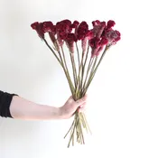 Dried Cockscomb Celosia