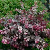 Jazz Hands Variegated® Chinese Fringe Flower - Irodori