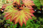 Acer japonicum 'Vitifolium' Large Leaf Full Moon Japanese Maple