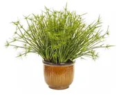 6" Cornerstone Foliage - 8's Cyperus