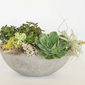 Succulent Bowl