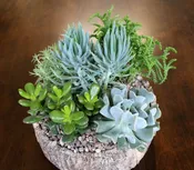 Succulent Planter by Studley’s