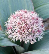 Alliums – karataviense