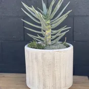Quiver Tree