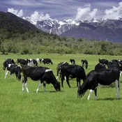 Caledonia 16% - Conventional