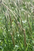 Barley – Meadow