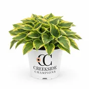Golden Tiara' Hosta | Creekside Champions™