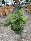 8″ Philodendron Adansonii “Swiss Cheese”