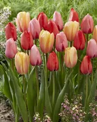 Impression MixtureTulip Bulbs (25 Pack) | Premium Dutch Flower Bulbs — Burnside Farms