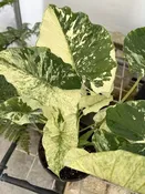 Alocasia odora Variegated — Excelsa Gardens