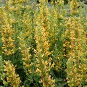 Agastache ‘Kudos Yellow’