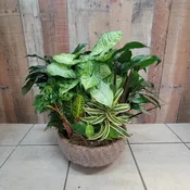 Dish Garden in 16 in ceramic
