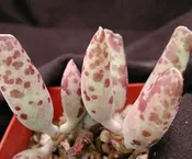 ADROMISCHUS COOPERI