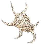 Chiragra Spider Conch Seashell