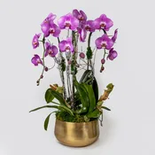 Classic Orchid Arrangement