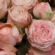 Blush Bombastic Spray Roses