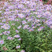 Aster 'Mönch'