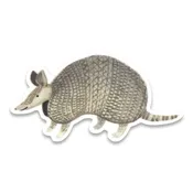 Armadillo Sticker