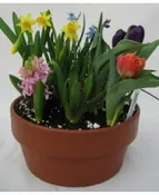 SPRING BULB DISH GARDEN