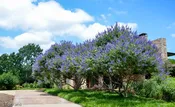 Purple Vitex Chaste Trees
