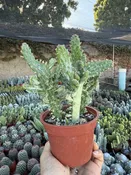 4″ Opuntia Joseph Coat