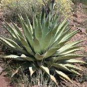 Agave chrysantha   #1888.364