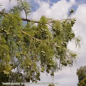 Bald Cypress (Taxodium distichum)