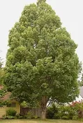 Acer rubrum ‘Bowhall’ Cal 2