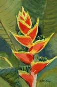 Red Heliconia (Flower Hawaii) – Original Watercolor Painting Made In Hawaii