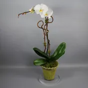 Single White Phalaenopsis Orchid Plant