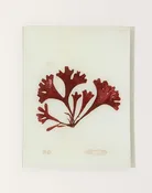 #14 Seaweed (XCIA) Tray