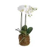 Phalaenopsis Orchid