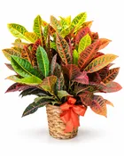 8in Croton Plant