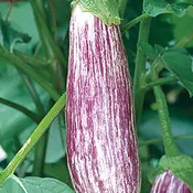 Antigua Eggplant
