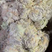 Blueberry Lemon Bars | 3.5 Grams | Hybrid