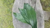 Aspidistra, Cast Iron Plant