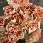Beige Specialty Caramel Carnations