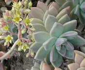 SUCCULENT UN-NAMED “1”
