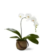 The FTD® White Phalaenopsis Orchid