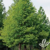 Bald Cypress